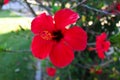 Close up of a red hibiscus flower, with details of anthers and pistils Royalty Free Stock Photo