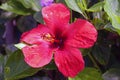 Close-up of of red Hibiscus flower with dew drops Royalty Free Stock Photo