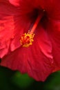 Close up red hibiscus flower pistil Royalty Free Stock Photo