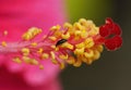 Close-up of Red Hibiscus Flower with Pollen and Stigma Royalty Free Stock Photo