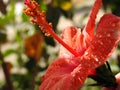 A close-up of a red hibiscus flower with water drops, red flower with dew drops on it, rain drops on red hibiscus Royalty Free Stock Photo