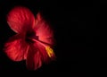 Close up of a red hibiscus flower with yellow pollen. The flower glows against a dark background. There is space for text Royalty Free Stock Photo