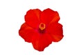 Close up red Hibiscus flowers isolated on white background.Saved with clipping path Royalty Free Stock Photo