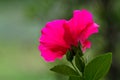 Close up red Hibiscus flowers on natural light Royalty Free Stock Photo