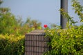 Close-up of red hibiscus, Hibiscus rosa-sinensis in the rural. Royalty Free Stock Photo