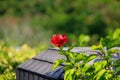 Close-up of red hibiscus, Hibiscus rosa-sinensis in the rural. Royalty Free Stock Photo