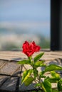 Close-up of red hibiscus, Hibiscus rosa-sinensis in the rural. Royalty Free Stock Photo