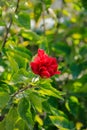 Close-up of red hibiscus, Hibiscus rosa-sinensis in the rural. Royalty Free Stock Photo