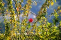 Close-up of red hibiscus, Hibiscus rosa-sinensis in the rural. Royalty Free Stock Photo