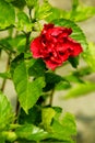 Close-up of red hibiscus, Hibiscus rosa-sinensis in the rural. Royalty Free Stock Photo