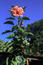 Close-up of red hibiscus, Hibiscus rosa-sinensis in the rural. Royalty Free Stock Photo