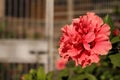 Close-up of red hibiscus, Hibiscus rosa-sinensis in the rural. Royalty Free Stock Photo