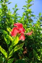 Close-up of red hibiscus, Hibiscus rosa-sinensis in the rural. Royalty Free Stock Photo