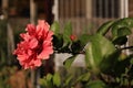 Close-up of red hibiscus, Hibiscus rosa-sinensis in the rural. Royalty Free Stock Photo