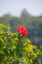 Close-up of red hibiscus, Hibiscus rosa-sinensis in the rural. Royalty Free Stock Photo