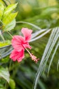 Close-up of red Hibiscus rose mallow with water drops Royalty Free Stock Photo