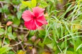 Close-up of red Hibiscus rose mallow with water drops Royalty Free Stock Photo