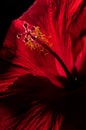 Close up of red hibiscus stamen on black background