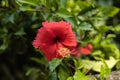 Close up of red hibiscus. Tropical flower on natural green background. Bali Royalty Free Stock Photo