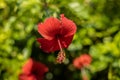 Close up of red hibiscus. Tropical flower on natural green background. Flower background for decoration. Bali Royalty Free Stock Photo