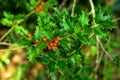 Close Up Red Holly Tree Red Berries on Defocused Green Leaves Background. Royalty Free Stock Photo