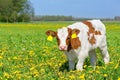 Close up Red Holstein calf in blooming pasture Royalty Free Stock Photo