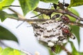 Close up of red hornets in nest hanging on tree Royalty Free Stock Photo