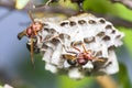 Close up of red hornets in nest hanging on tree Royalty Free Stock Photo