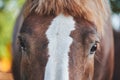 Close-up of red horse eyes Royalty Free Stock Photo