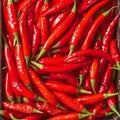 Close up of red hot chili peppers texture background, copy space Royalty Free Stock Photo