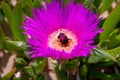 Close up of a Red Hottentot Fig Flower with a bumble bee inside Royalty Free Stock Photo