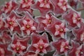 Close up red Hoya flowers. (Hoya parasitica) Royalty Free Stock Photo