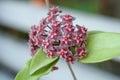 Close up red Hoya flowers. (Hoya parasitica) Royalty Free Stock Photo