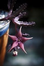 Close up of red huernia flower blooming in planting pot