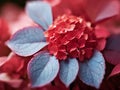 Close up of red Hydrangea macrophylla flower with water drops