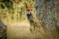 A red Iberian red fox (Spanish fox), hides behind a rock in the hills of central Spain at dusk