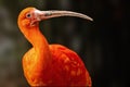 Close-up of red ibis with a long beak Royalty Free Stock Photo