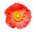 Close up of a red Iceland poppy flower(Scientific name papaver nudicaule) isolated on white. Royalty Free Stock Photo