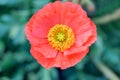 Close up of a red Iceland poppy(Scientific name papaver nudicaule) Royalty Free Stock Photo