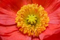 Close up of a red Iceland poppy(Scientific name papaver nudicaule) Royalty Free Stock Photo