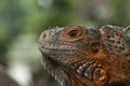 Close up of Red Iguana, Iguana iguana Royalty Free Stock Photo