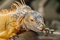 Close up of Red Iguana, Iguana iguana Royalty Free Stock Photo