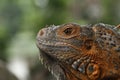 Close up of Red Iguana, Iguana iguana Royalty Free Stock Photo