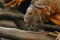 Close up of Red Iguana, Iguana iguana Royalty Free Stock Photo