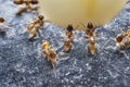 Close up of red imported fire ants (Solenopsis invicta) or simpl Royalty Free Stock Photo