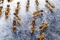 Close up of red imported fire ants (Solenopsis invicta) or simpl Royalty Free Stock Photo