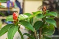 Red Indian Head Ginger plant grow at house outdoor garden Royalty Free Stock Photo