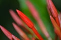 Close-up of red Ixora flower