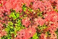 Close up of Red Ixora in top view, West Indian Jasmine