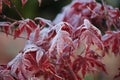 Close Up of Red Japanese Maple Tree Leaves Covered in Frost Royalty Free Stock Photo